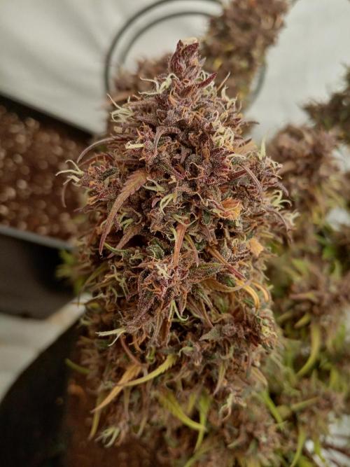 Strawberry Gorilla. Week 9