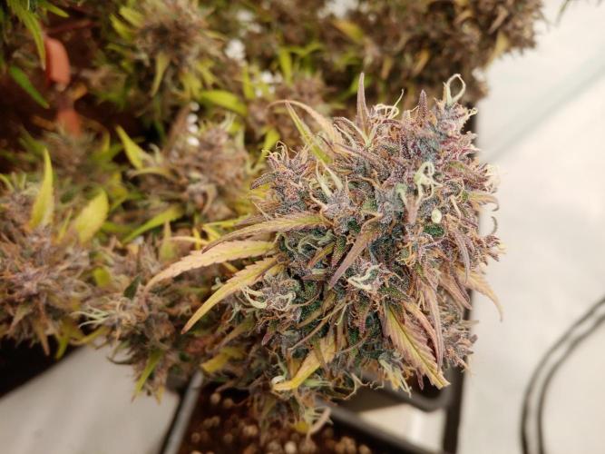 Strawberry Gorilla. Week 9
