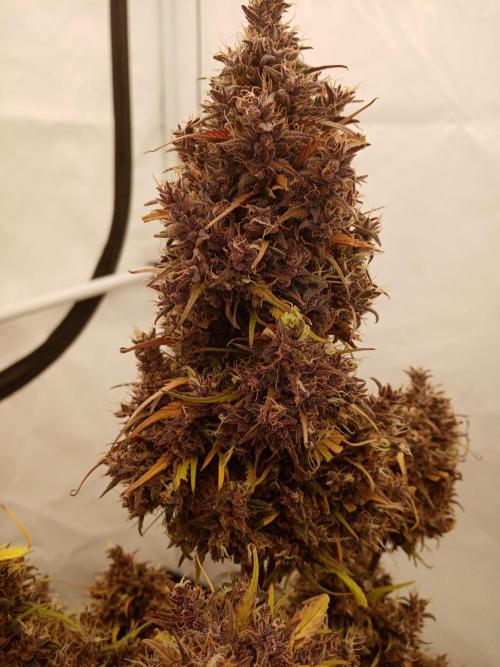 Strawberry Gorilla. Week 9