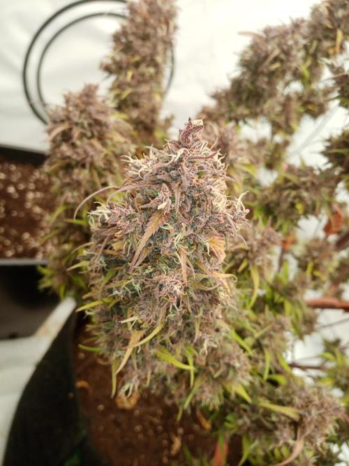 Strawberry Gorilla. Week 9