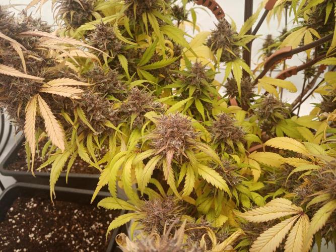 Strawberry Gorilla. Week 9