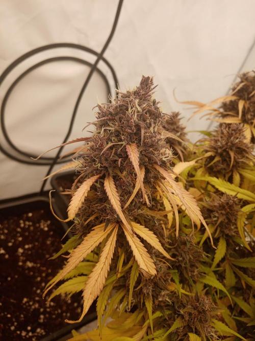 Strawberry Gorilla. Week 9