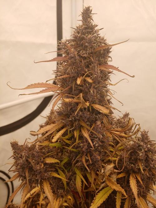 Strawberry Gorilla. Week 9