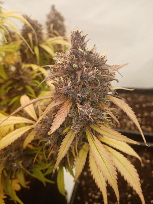 Strawberry Gorilla. Week 9