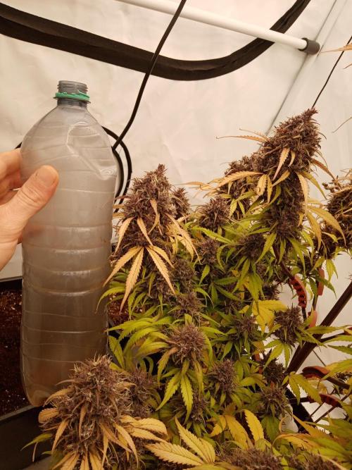 Strawberry Gorilla. Week 9