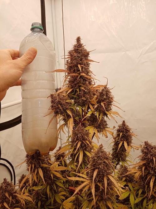 Strawberry Gorilla. Week 9