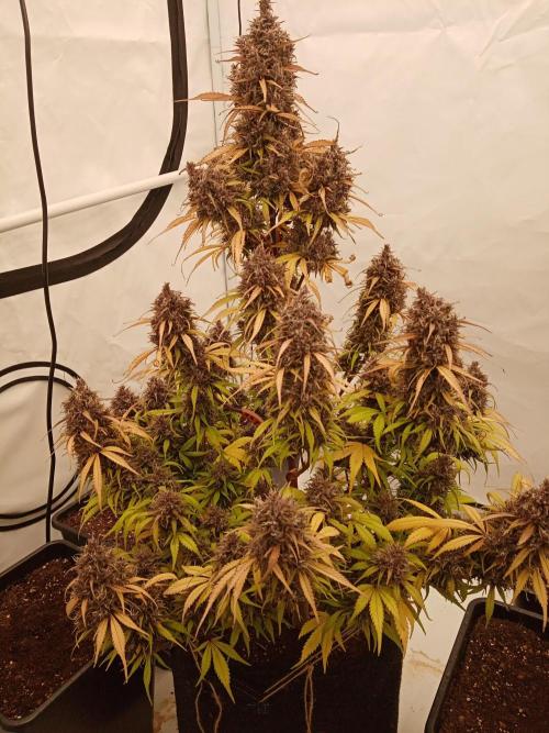 Strawberry Gorilla. Week 9
