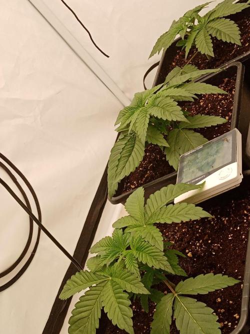 LemonCherryGelato / Gorilla Punch Auto. Week 1 - The Gelatos.....
