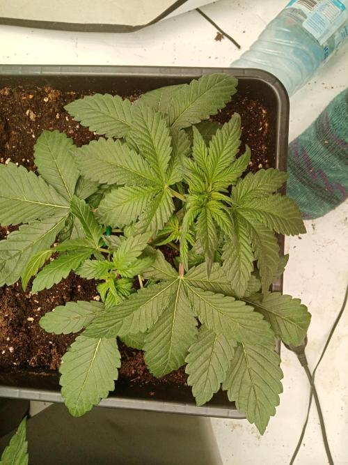 LemonCherryGelato / Gorilla Punch Auto. Week 1