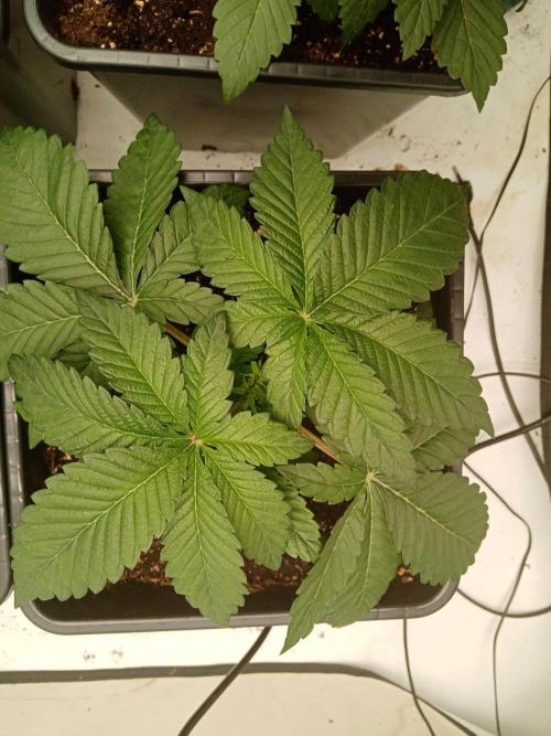 LemonCherryGelato / Gorilla Punch Auto. Week 1