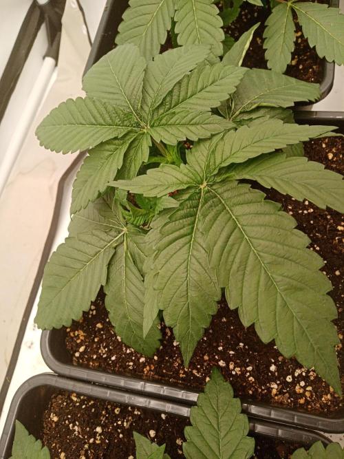 LemonCherryGelato / Gorilla Punch Auto. Week 1