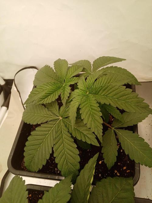 LemonCherryGelato / Gorilla Punch Auto. Week 1