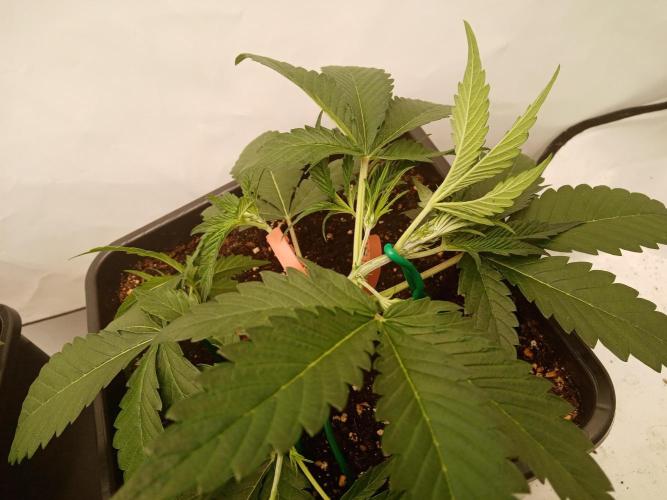 LemonCherryGelato / Gorilla Punch Auto. Week 1