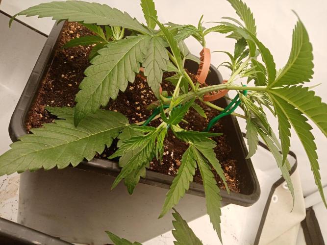 LemonCherryGelato / Gorilla Punch Auto. Week 1