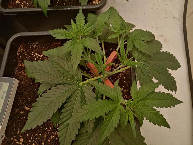 LemonCherryGelato / Gorilla Punch Auto. Week 1