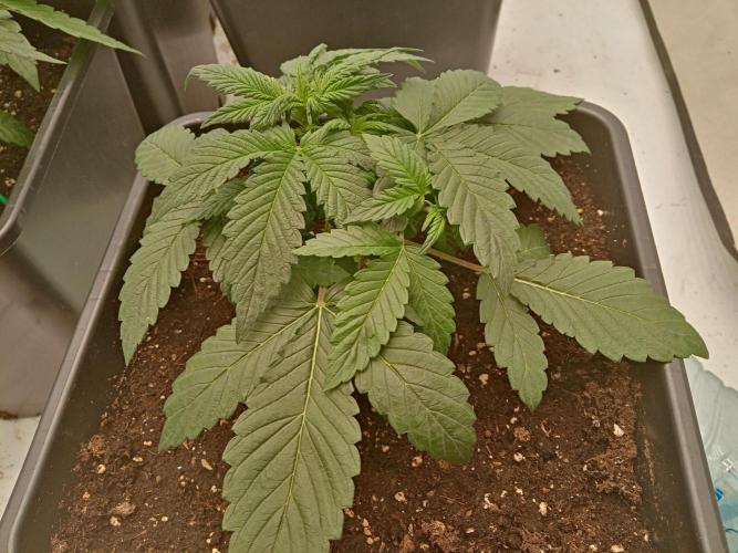 LemonCherryGelato / Gorilla Punch Auto. Week 1