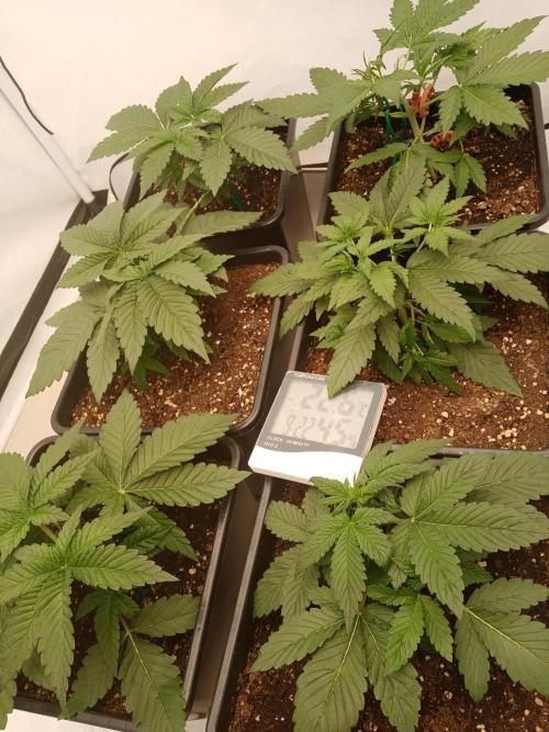 LemonCherryGelato / Gorilla Punch Auto. Week 1