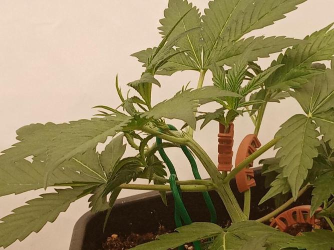 LemonCherryGelato / Gorilla Punch Auto. Week 1