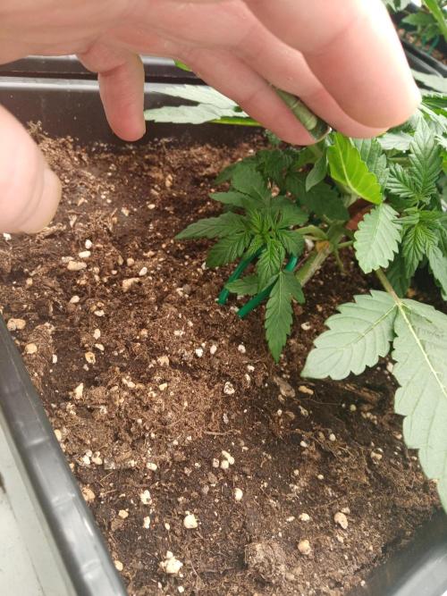 LemonCherryGelato / Gorilla Punch Auto. Week 1