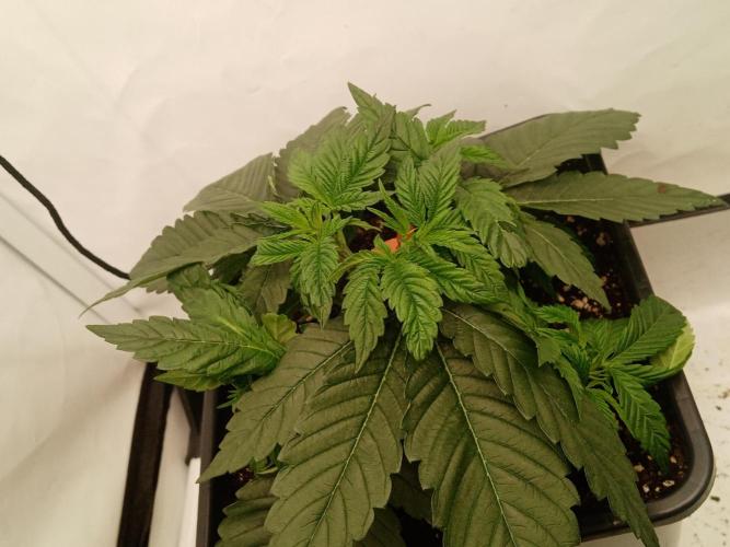 LemonCherryGelato / Gorilla Punch Auto. Week 1