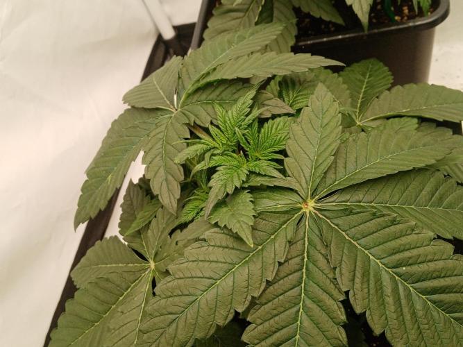 LemonCherryGelato / Gorilla Punch Auto. Week 1