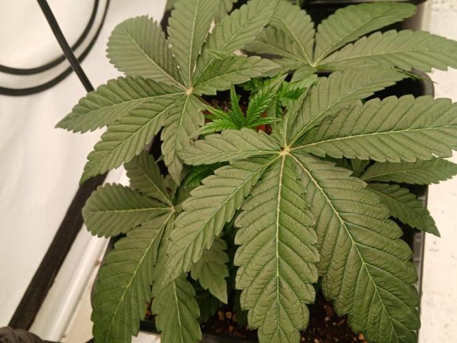 LemonCherryGelato / Gorilla Punch Auto. Week 1