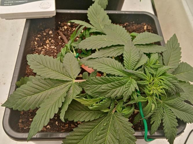 LemonCherryGelato / Gorilla Punch Auto. Week 1