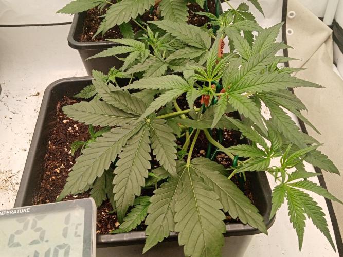 LemonCherryGelato / Gorilla Punch Auto. Week 1