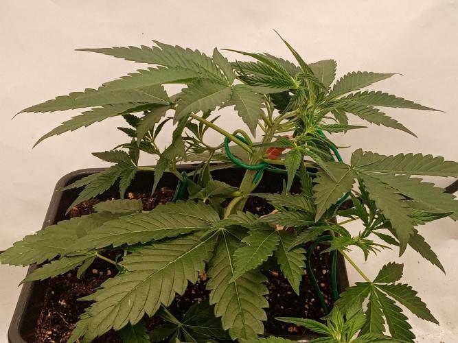 LemonCherryGelato / Gorilla Punch Auto. Week 1