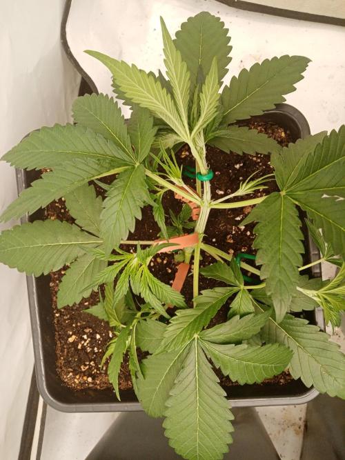 LemonCherryGelato / Gorilla Punch Auto. Week 1