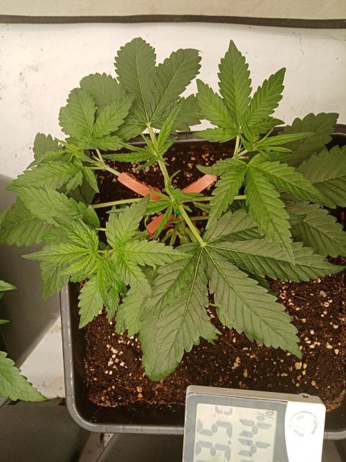 LemonCherryGelato / Gorilla Punch Auto. Week 1