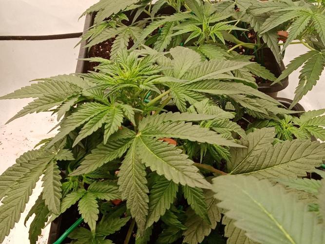 LemonCherryGelato / Gorilla Punch Auto. Week 1