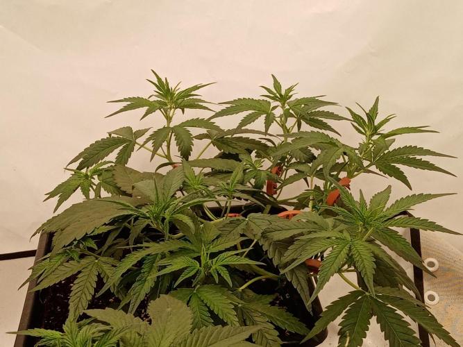 LemonCherryGelato / Gorilla Punch Auto. Week 1