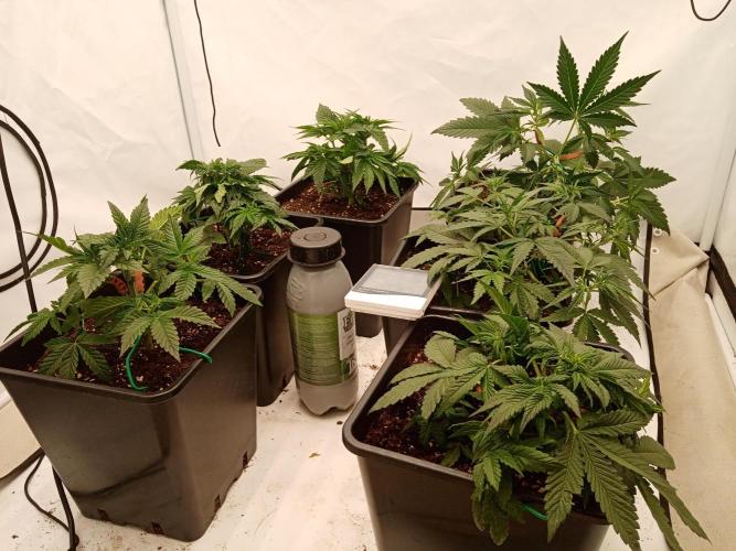 LemonCherryGelato / Gorilla Punch Auto. Week 1