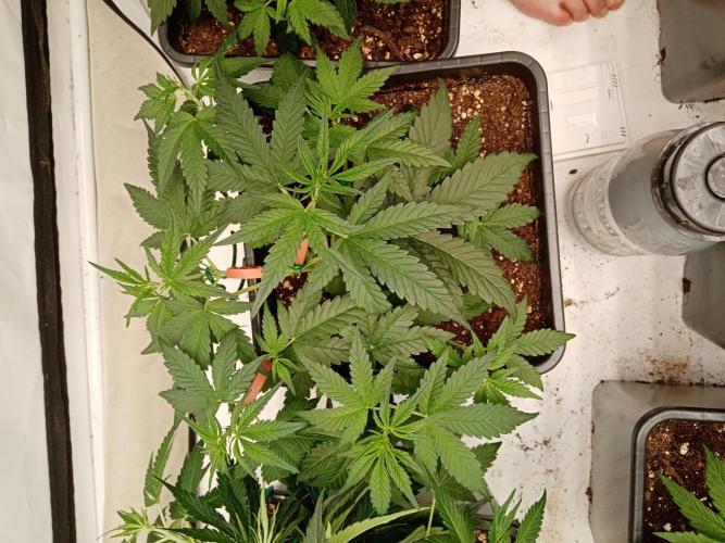 LemonCherryGelato / Gorilla Punch Auto. Week 1