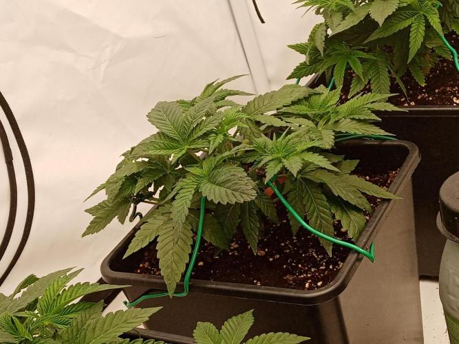 LemonCherryGelato / Gorilla Punch Auto. Week 1