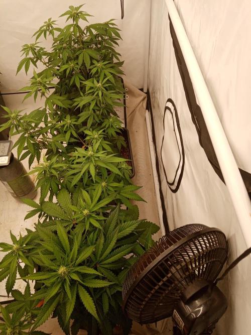LemonCherryGelato / Gorilla Punch Auto. Week 5
