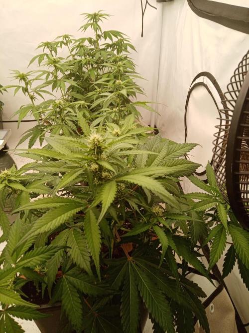 LemonCherryGelato / Gorilla Punch Auto. Week 5