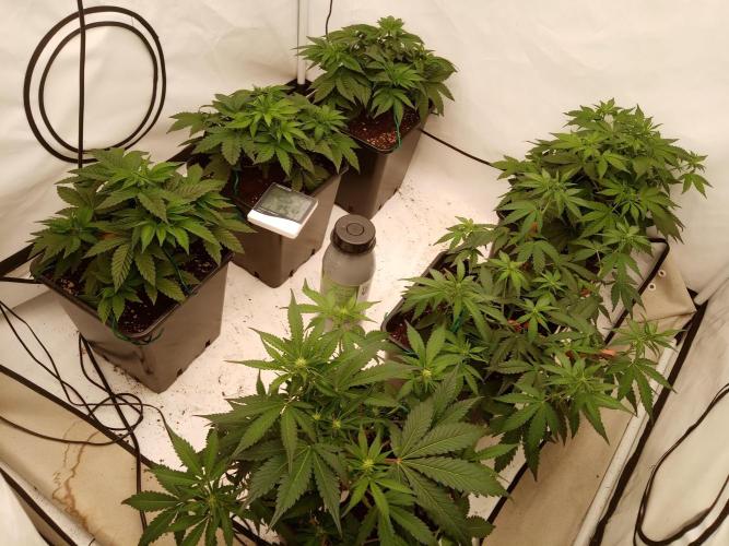 LemonCherryGelato / Gorilla Punch Auto. Week 5