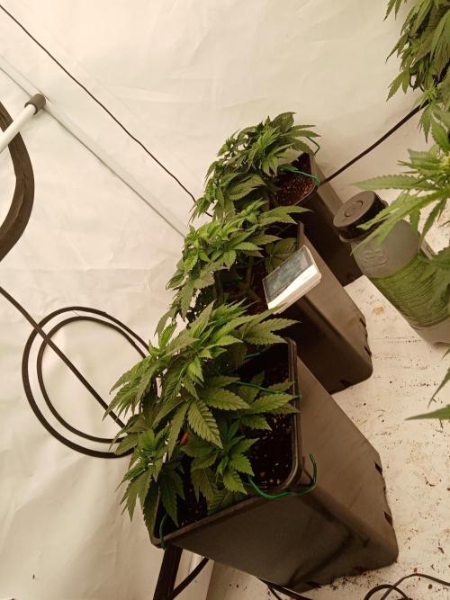 LemonCherryGelato / Gorilla Punch Auto. Week 5