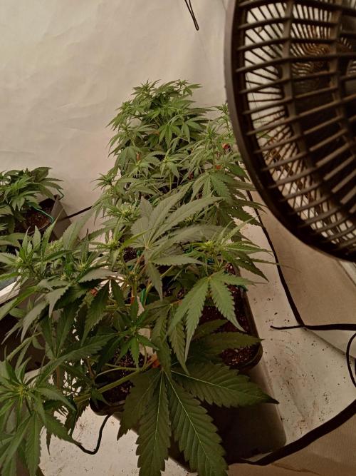 LemonCherryGelato / Gorilla Punch Auto. Week 5