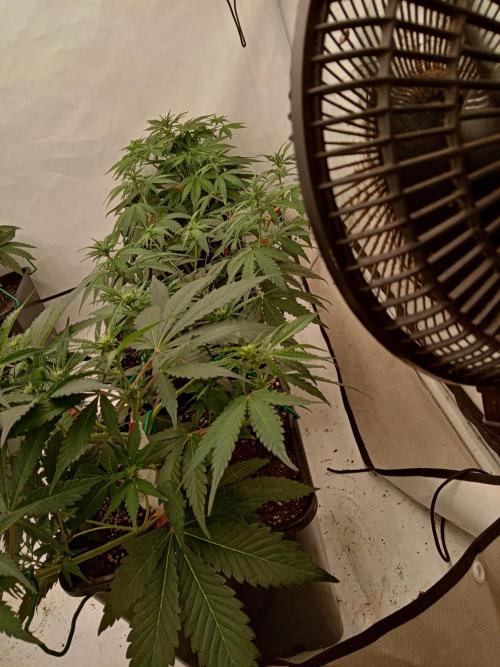 LemonCherryGelato / Gorilla Punch Auto. Week 5