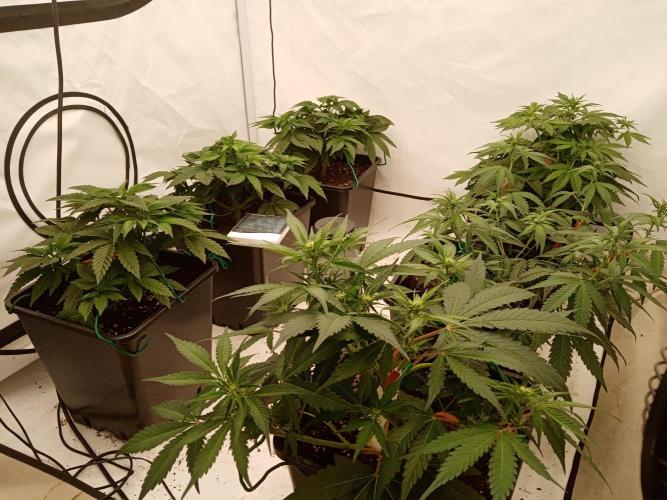 LemonCherryGelato / Gorilla Punch Auto. Week 5