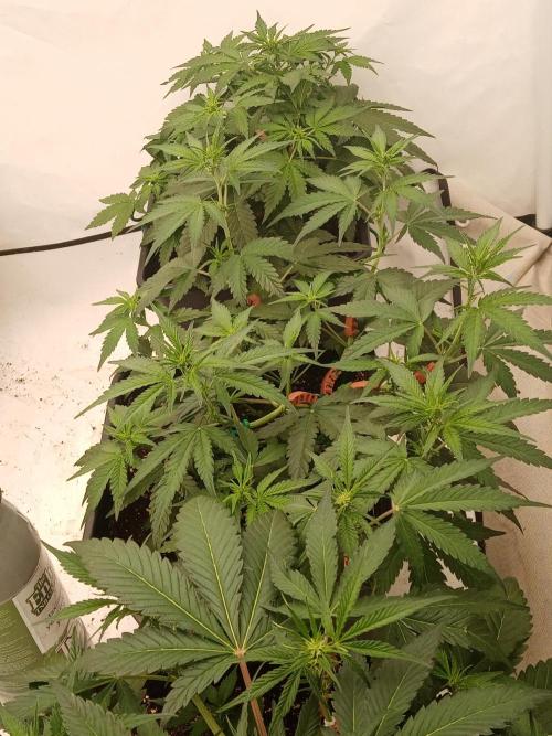 LemonCherryGelato / Gorilla Punch Auto. Week 5