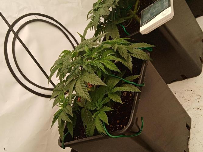 LemonCherryGelato / Gorilla Punch Auto. Week 5