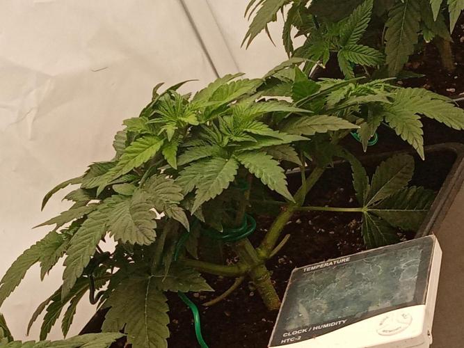LemonCherryGelato / Gorilla Punch Auto. Week 5
