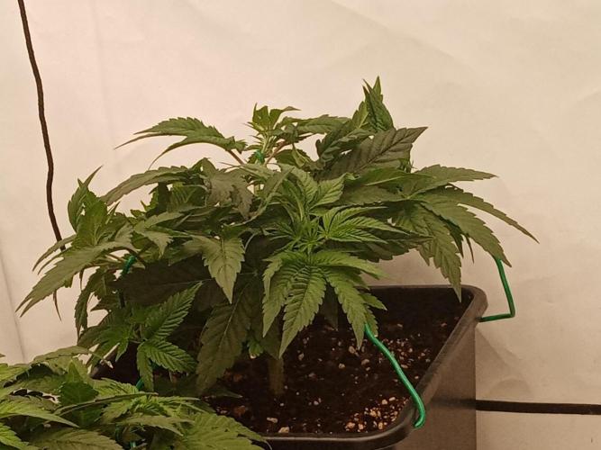 LemonCherryGelato / Gorilla Punch Auto. Week 5