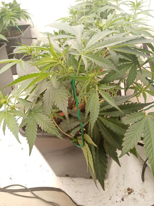 LemonCherryGelato / Gorilla Punch Auto. Week 5