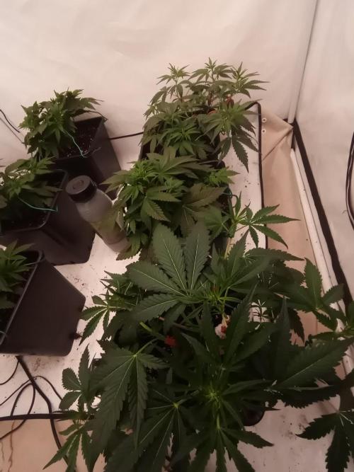 LemonCherryGelato / Gorilla Punch Auto. Week 5