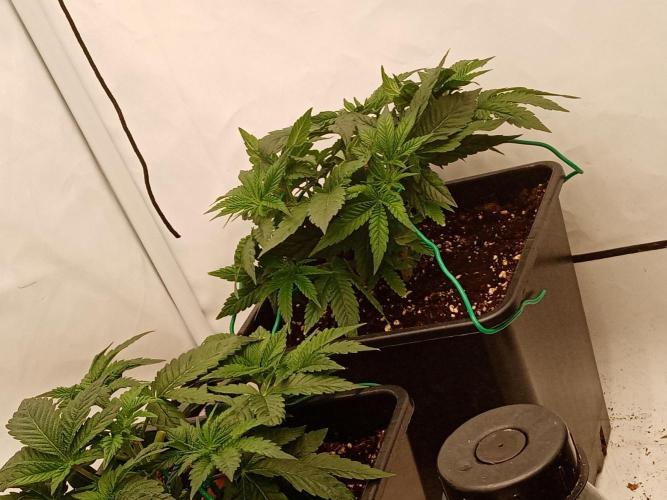 LemonCherryGelato / Gorilla Punch Auto. Week 5